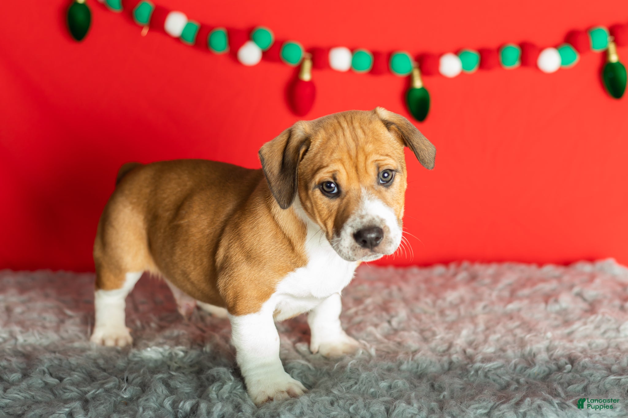 Mixed Breed dogs Ollie - Ad 24