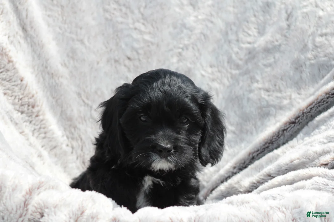 Cavapoo dogs for sale: Charcoal - Ad 2
