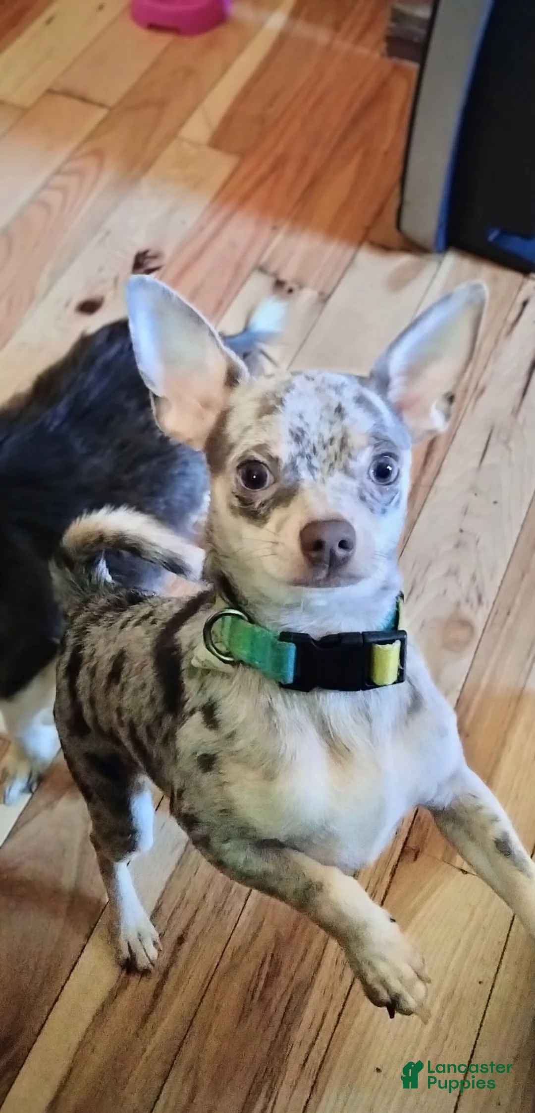 Chihuahua dogs for sale: Fletcher - Ad 6