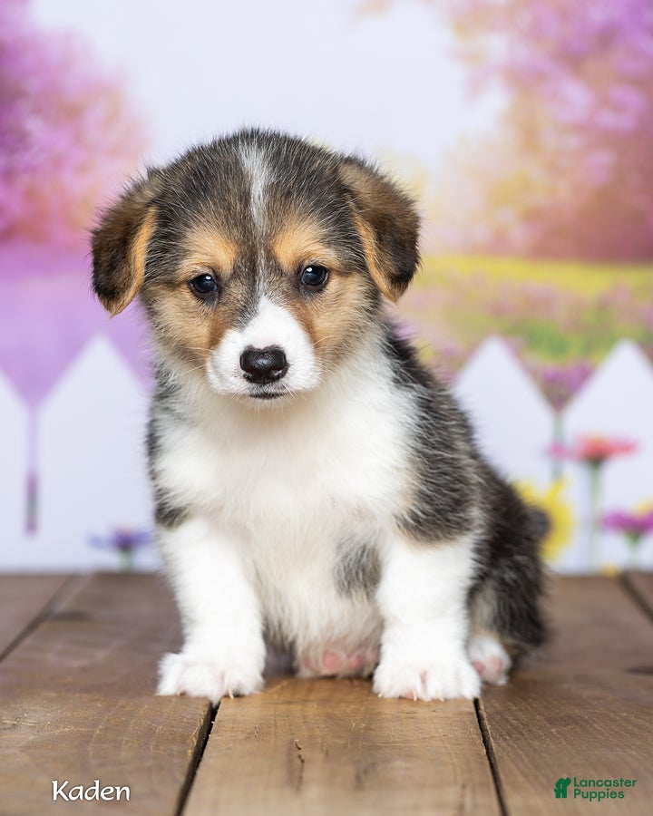 Welsh Corgi Pembroke dogs Kaden - Ad 2