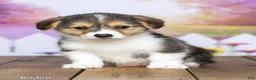 Welsh Corgi Pembroke dogs for sale: Kaden - Ad 2