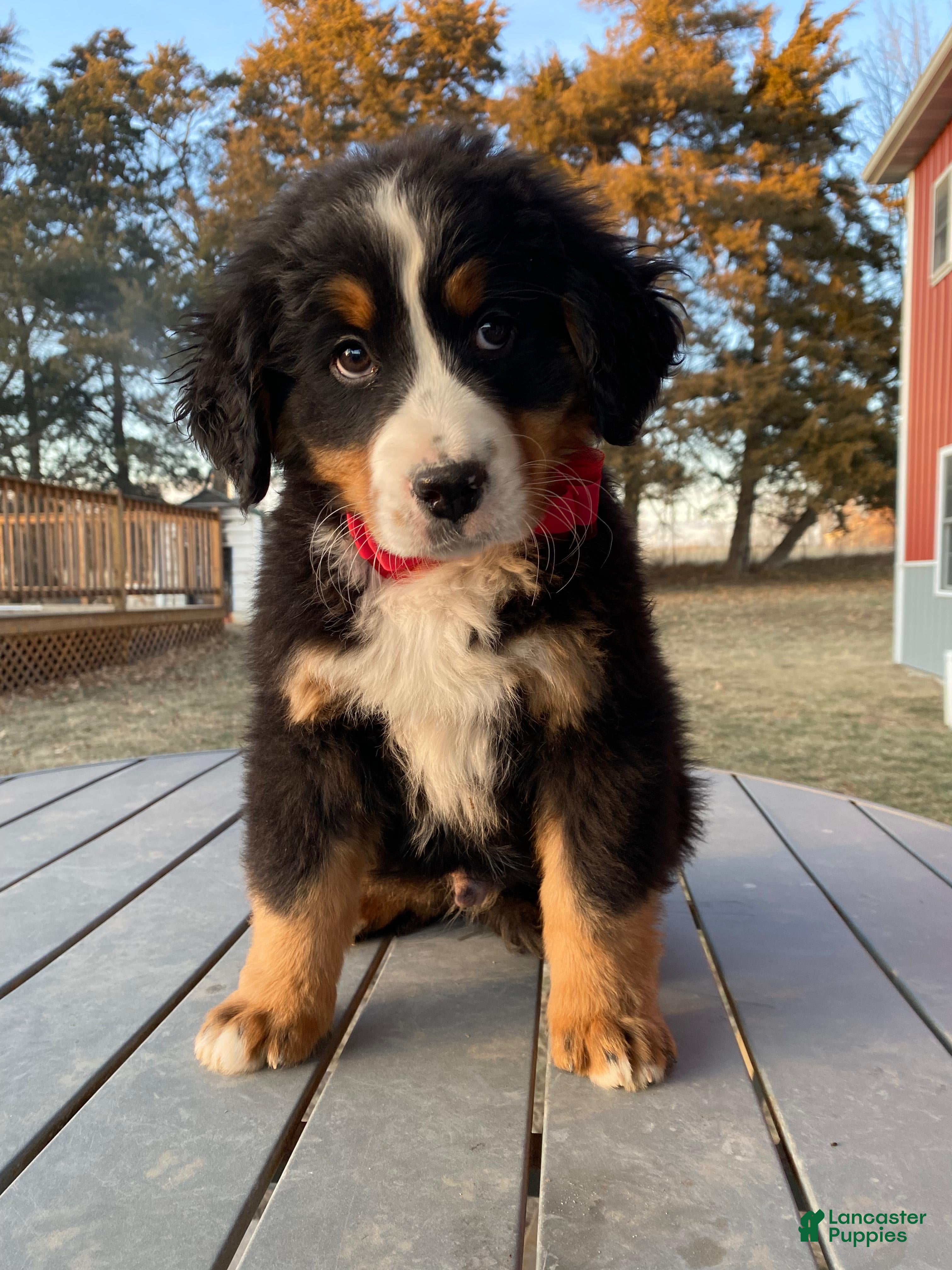 Bernese Mountain Dog dogs Rafiki  - Ad 3
