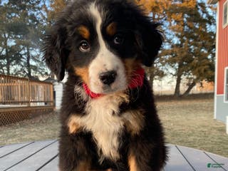 Bernese Mountain Dog dogs Rafiki - Ad 3