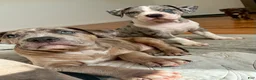 American Bully dogs for sale: American Bully (Female#2) - Ad 4