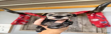 Miniature Schnauzer Puppy 3