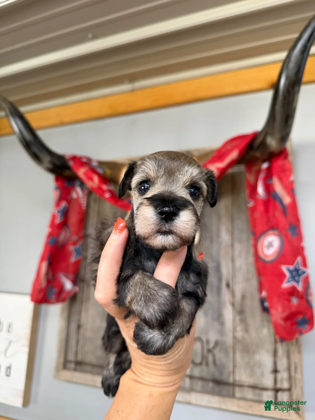 Miniature Schnauzer dogs for sale: Miniature Schnauzer Puppy 3 - Ad 1