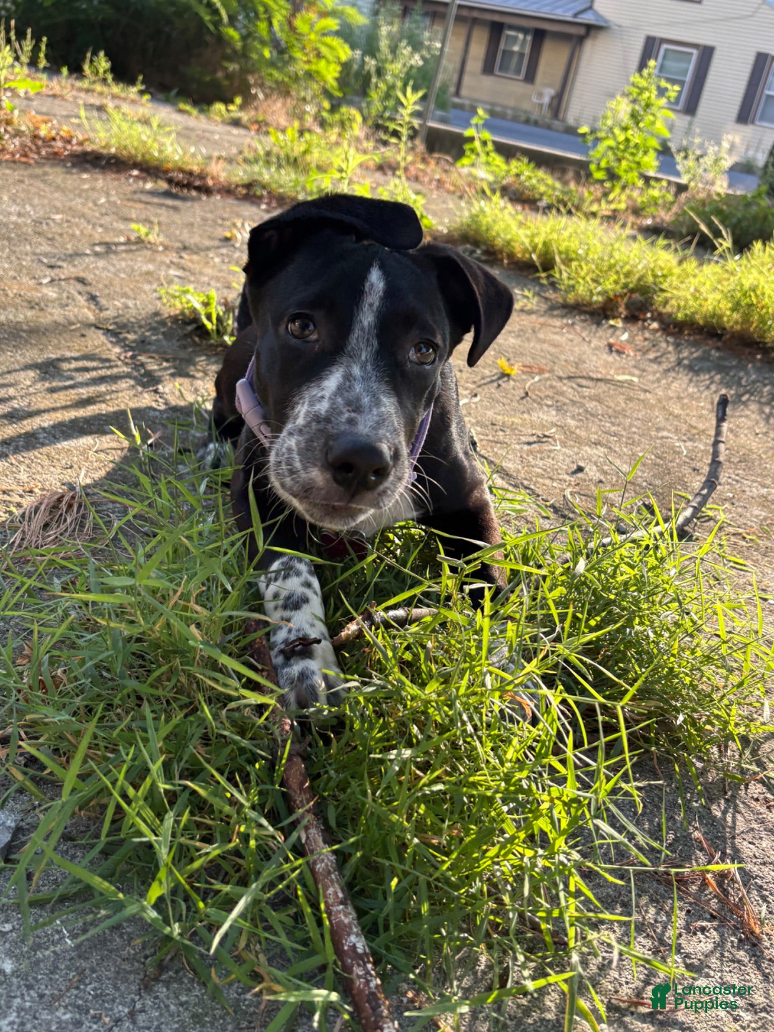 Mixed Breed dogs Mixed Breed 1 - Ad 32