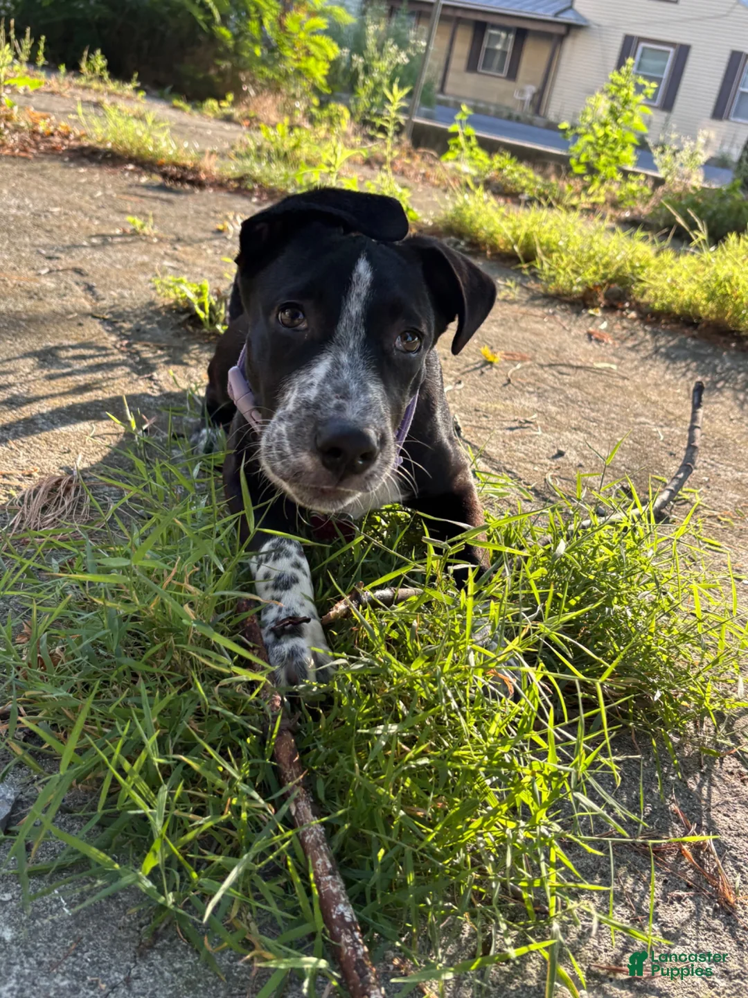 Mixed Breed dogs for sale: Mixed Breed 1 - Ad 1