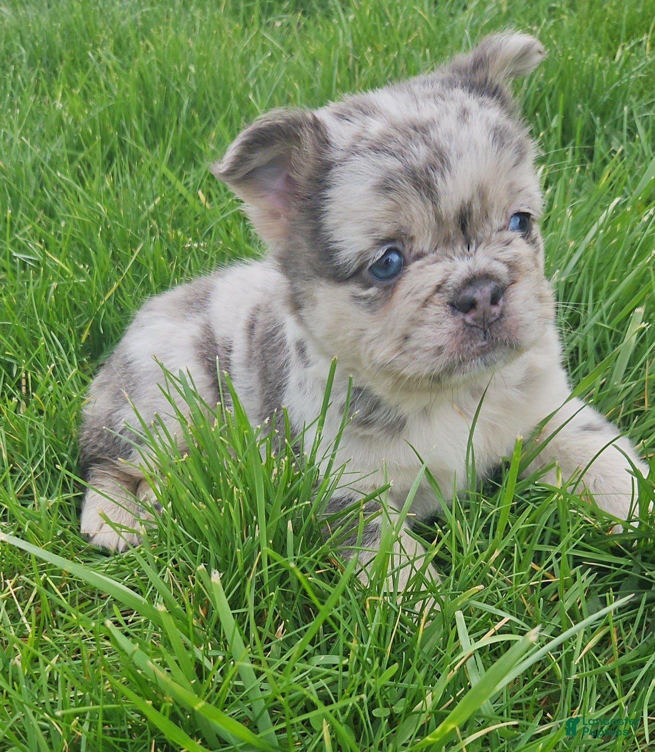 French Bulldog dogs Harlee - Ad 2