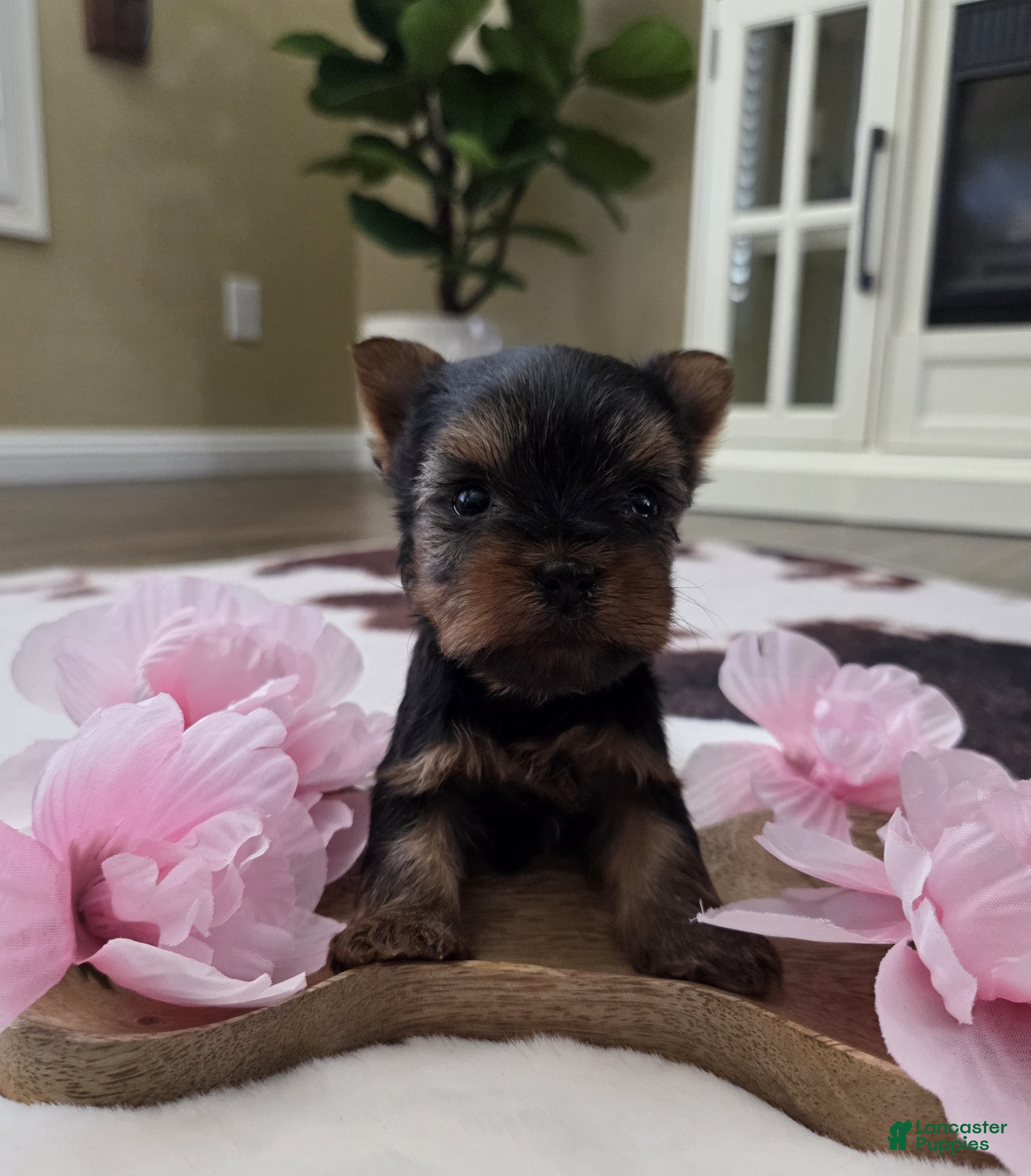 Yorkshire Terrier dogs Yorkshire Terrier Puppy 1 - Ad 1