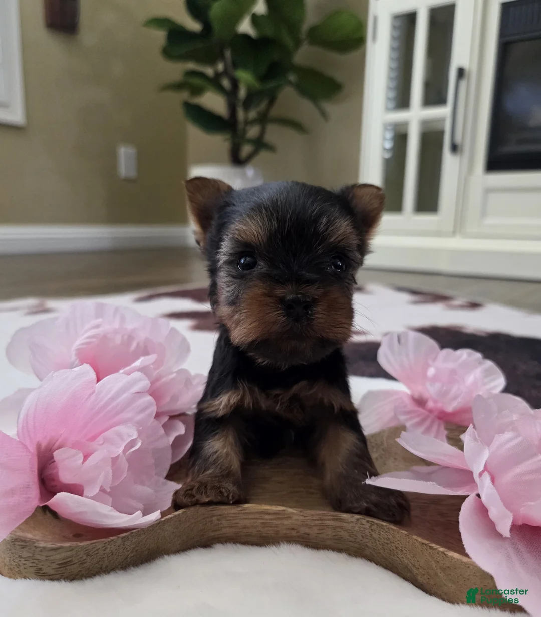 Yorkshire Terrier dogs for sale: Yorkshire Terrier Puppy 1 - Ad 1