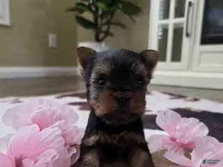 Yorkshire Terrier dogs Yorkshire Terrier Puppy 1 - Ad 1