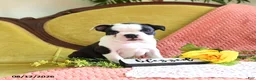 Boston Terrier dogs for sale: Ashton - Ad 1
