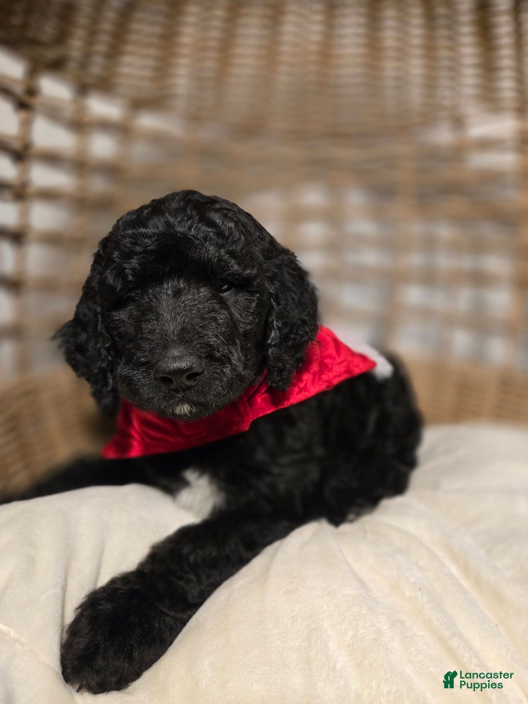 Goldendoodle dogs for sale: Shadow - Ad 1