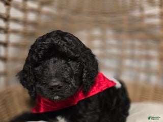 Goldendoodle dogs Shadow - Ad 33