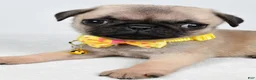 Pug dogs for sale: Archie - Ad 6