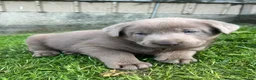 Labrador Retriever dogs for sale: Penny - Ad 4