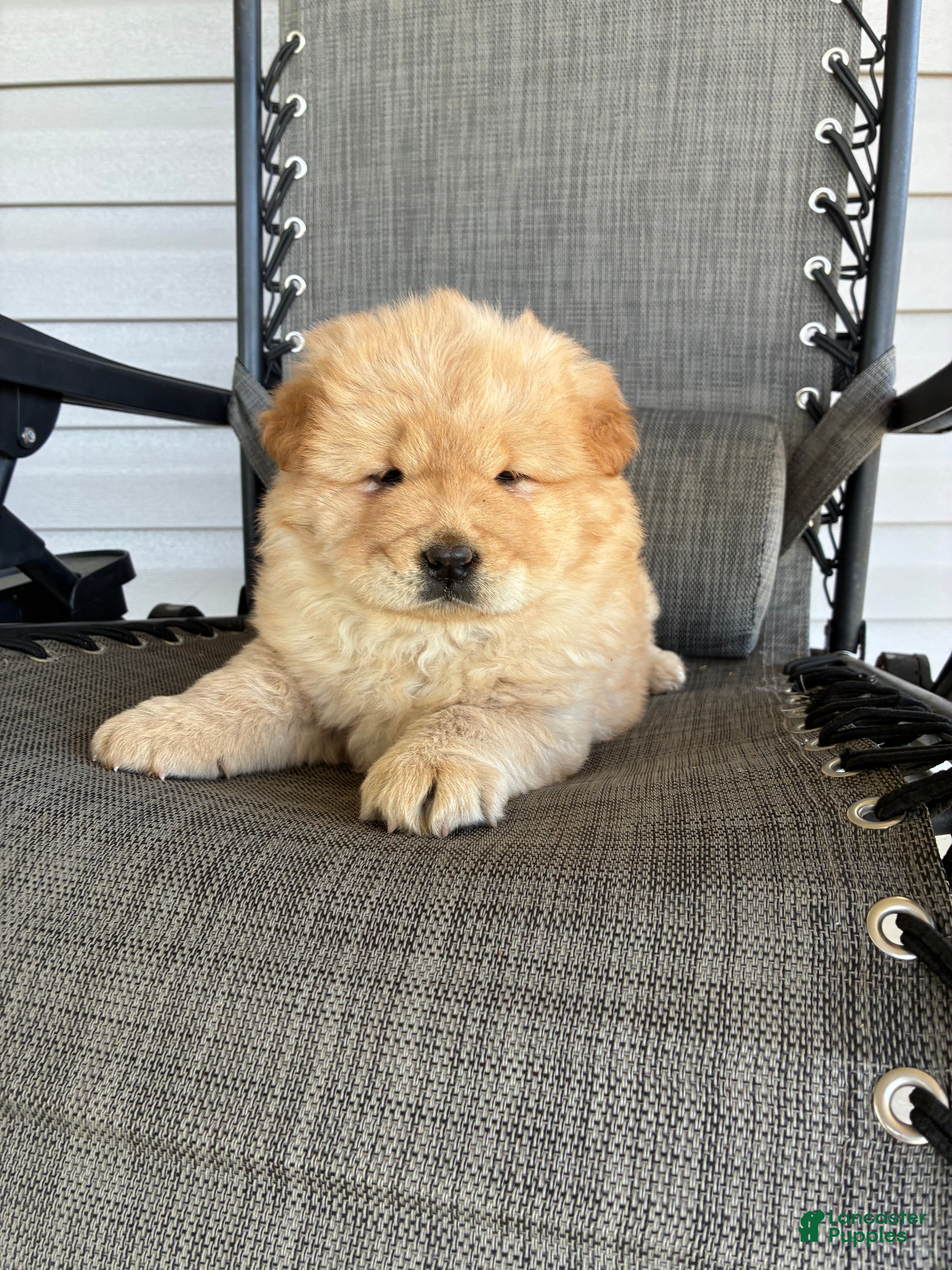 Chow Chow dogs Bobby jr - Ad 2