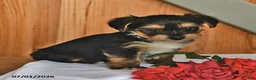 Mixed Breed dogs for sale: Roger - Ad 4
