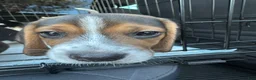 Beagle dogs for sale: Rojo - Ad 5