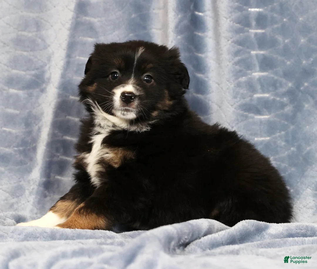Miniature Australian Shepherd dogs for sale: Ernie - Ad 7