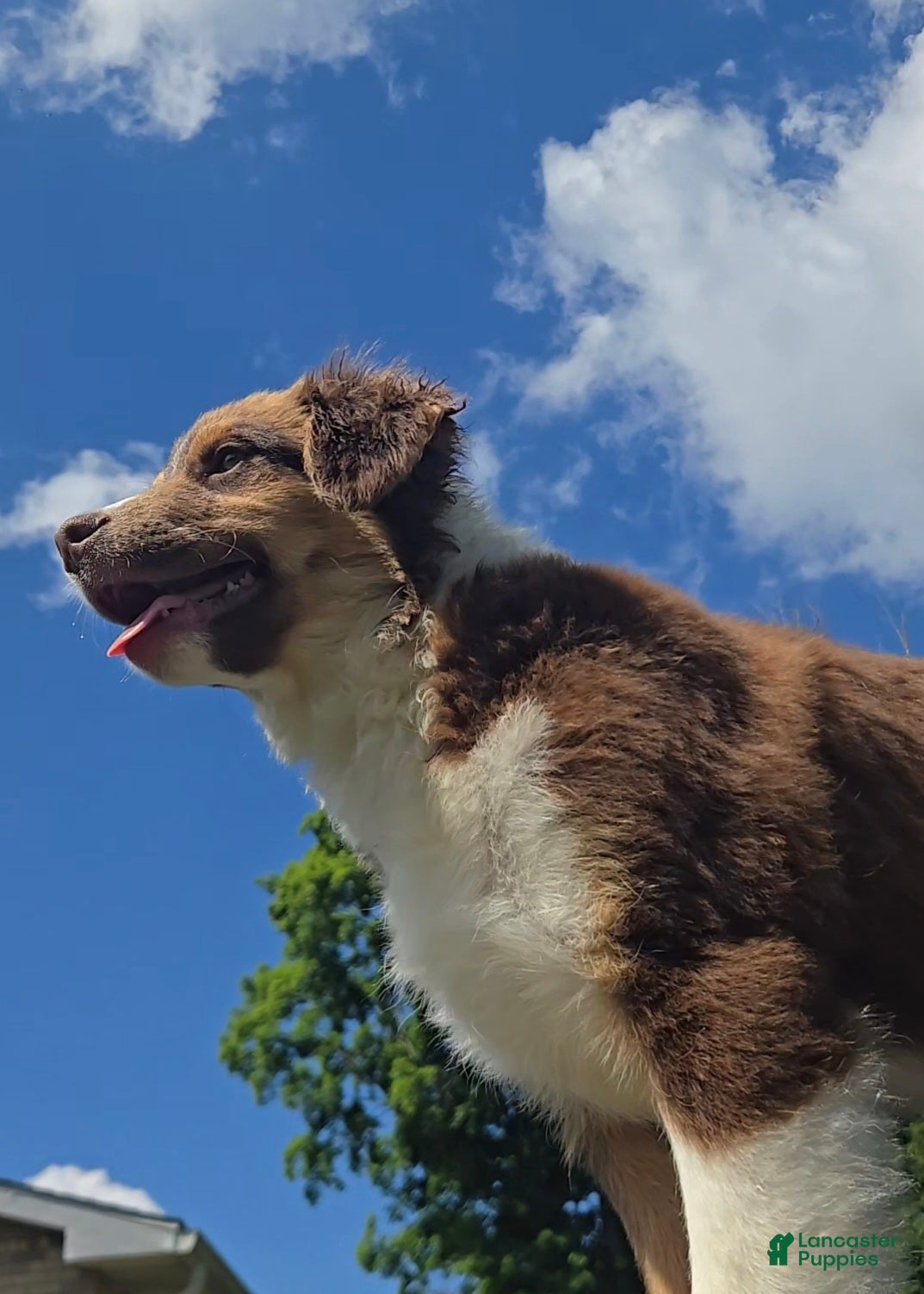 Australian Shepherd dogs Australian Shepherd Puppy 5 Red - Ad 27