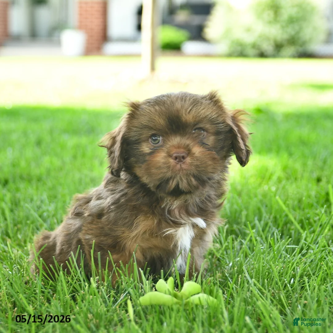 Mixed Breed dogs for sale: Shadow  - Ad 3