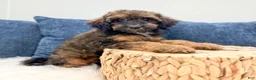 Miniature Poodle dogs for sale: Snipps - Ad 2