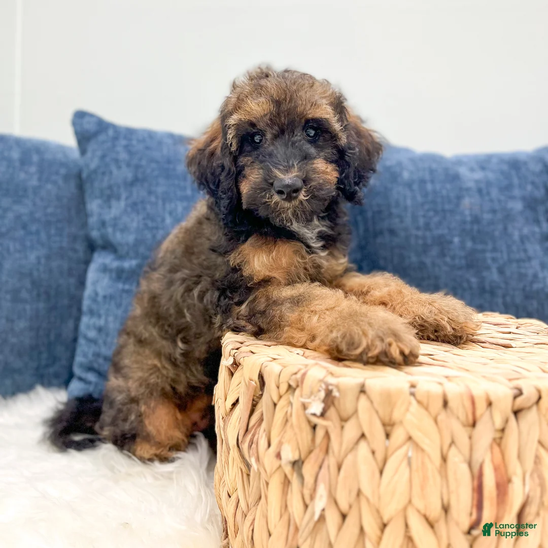Miniature Poodle dogs for sale: Snipps - Ad 2