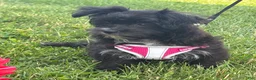 Morkie dogs for sale: Zoey - Ad 8