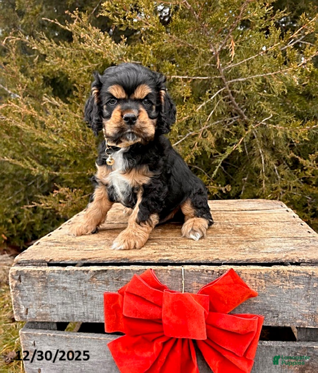 Cocker Spaniel dogs for sale: Zeke - Ad 1