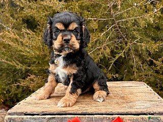 Cocker Spaniel dogs Zeke - Ad 12