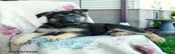 German Shepherd dogs for sale: Aria - Ad 4
