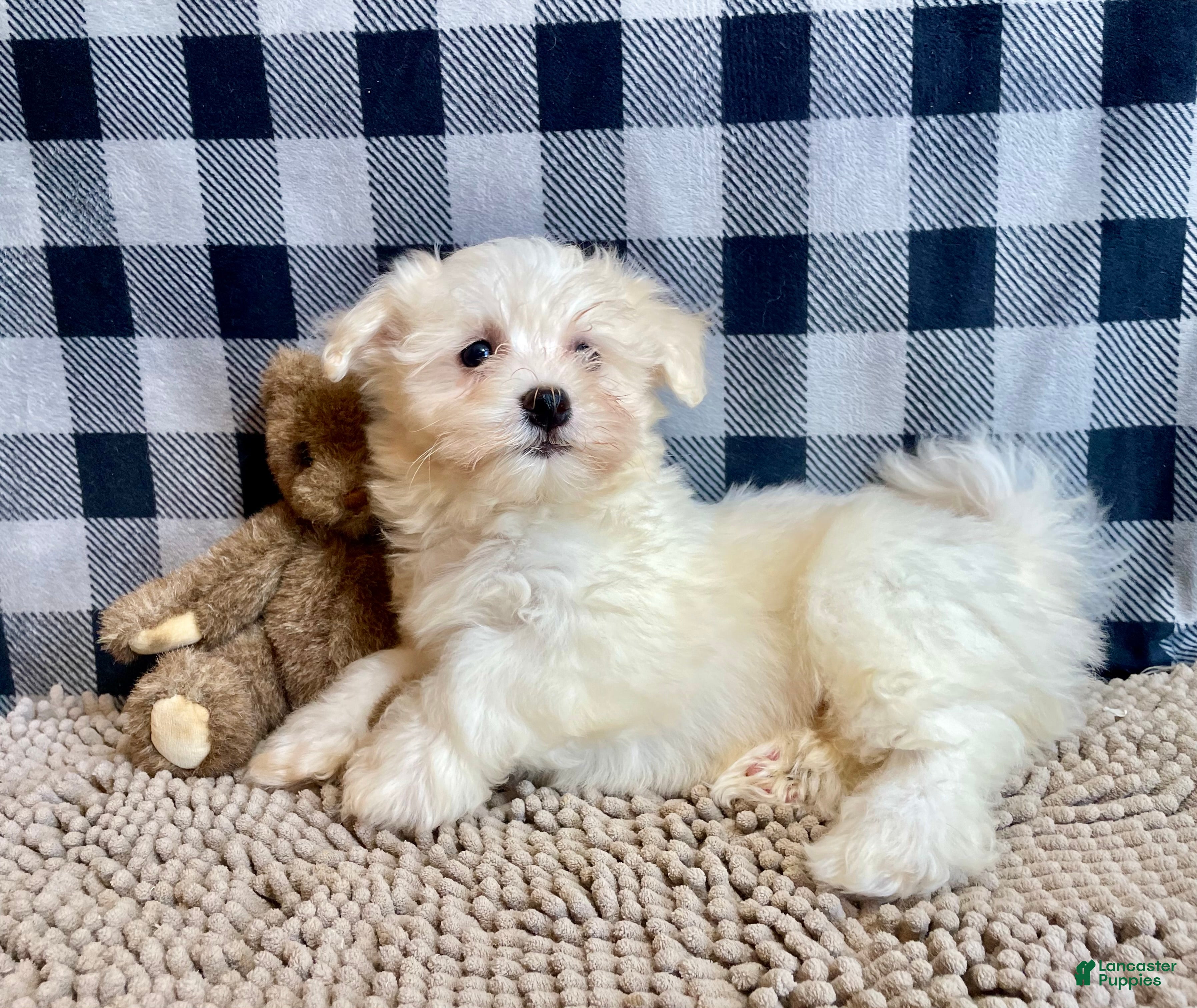 Mixed Breed dogs Sissy - Ad 39