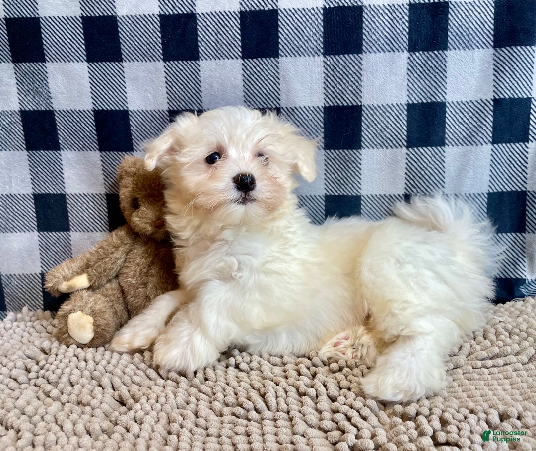 Mixed Breed dogs for sale: Sissy - Ad 1