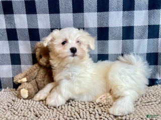 Mixed Breed dogs Sissy - Ad 39