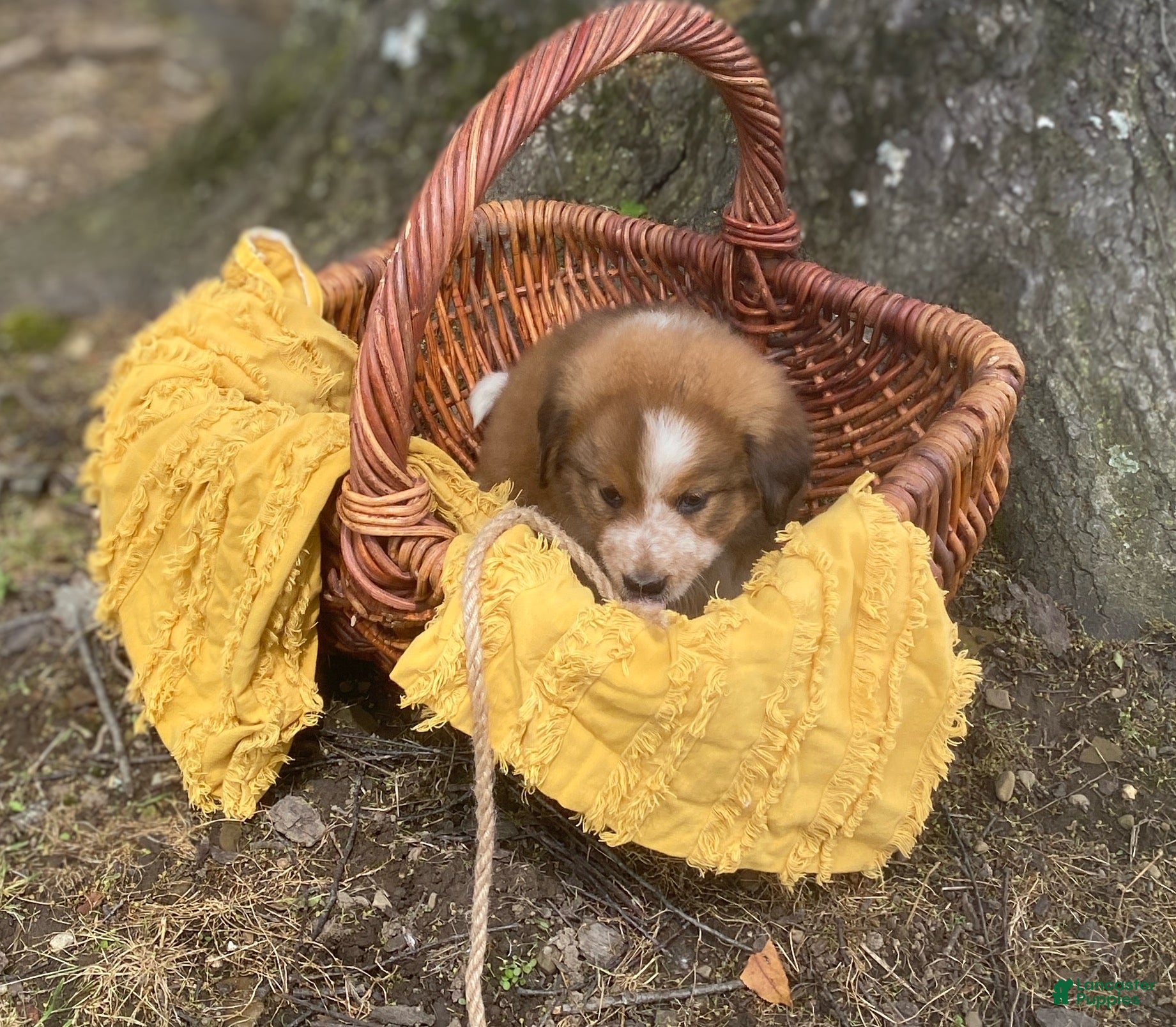 Mixed Breed dogs for sale: ♥️NELLIE MAE♥️ - Ad 10