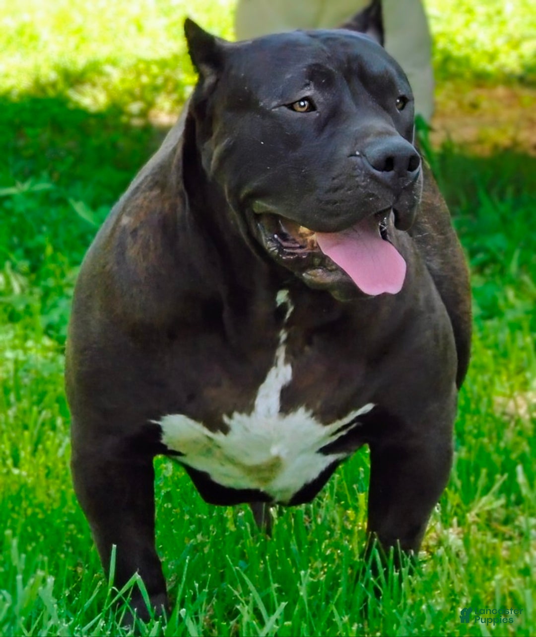 American Bully dogs for sale: American Bully Puppy 3 - Ad 2