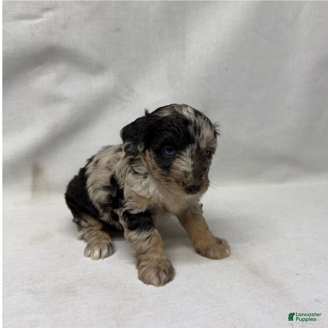 Aussiedoodle dogs Whitney - Ad 1