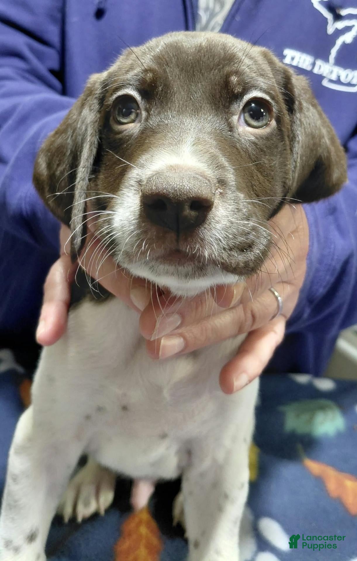German Shorthaired Pointer (German Shorthaired Pointer, Male) in South Haven, MI