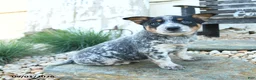 Australian Cattle Dog dogs for sale: Katherine - Ad 3