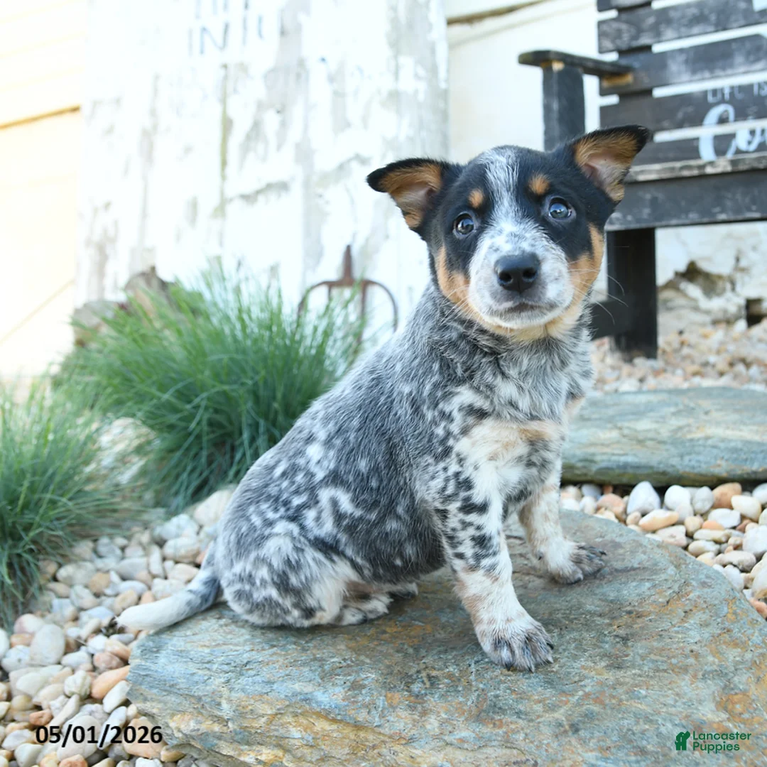 Australian Cattle Dog dogs for sale: Katherine - Ad 3
