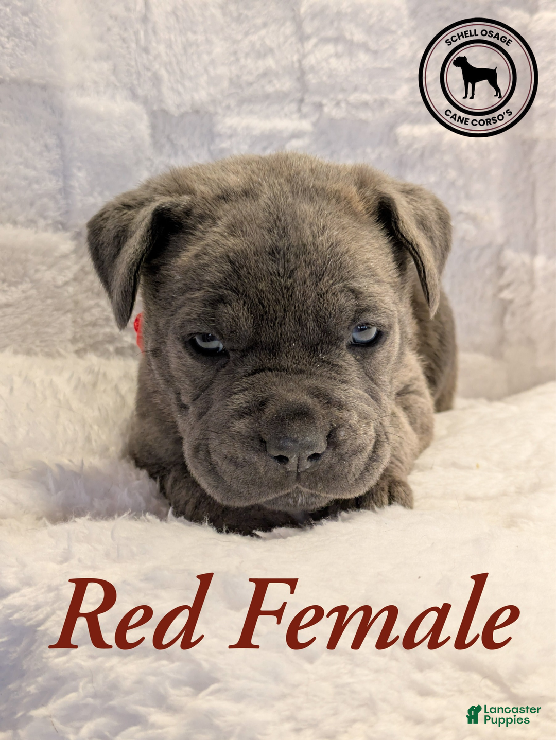 Cane Corso dogs for sale: Pink - Ad 16