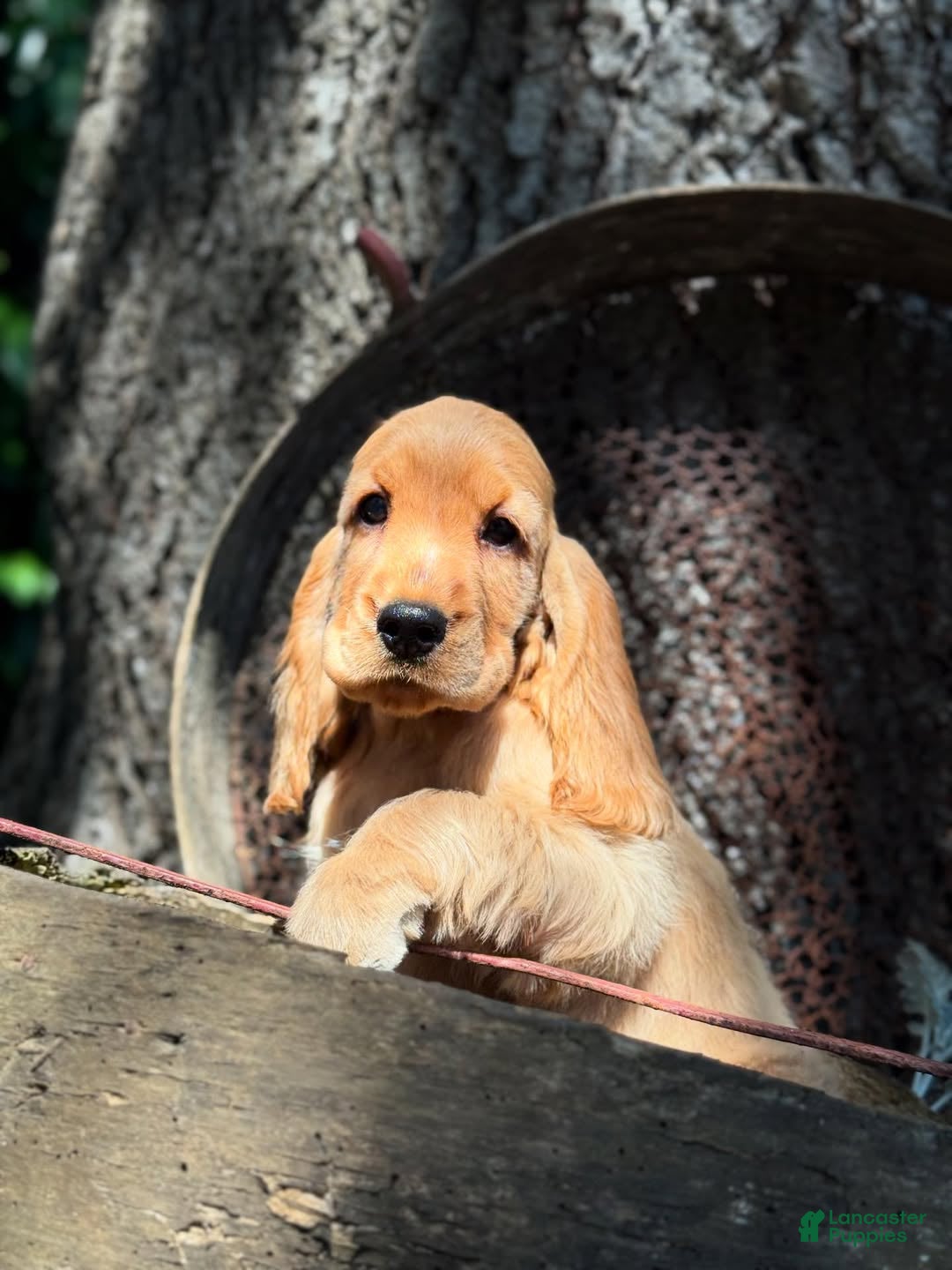 Cocker Spaniel dogs for sale: Axel - Ad 4