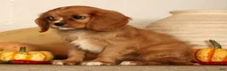 Cavalier King Charles Spaniel dogs for sale: Bella - Ad 9