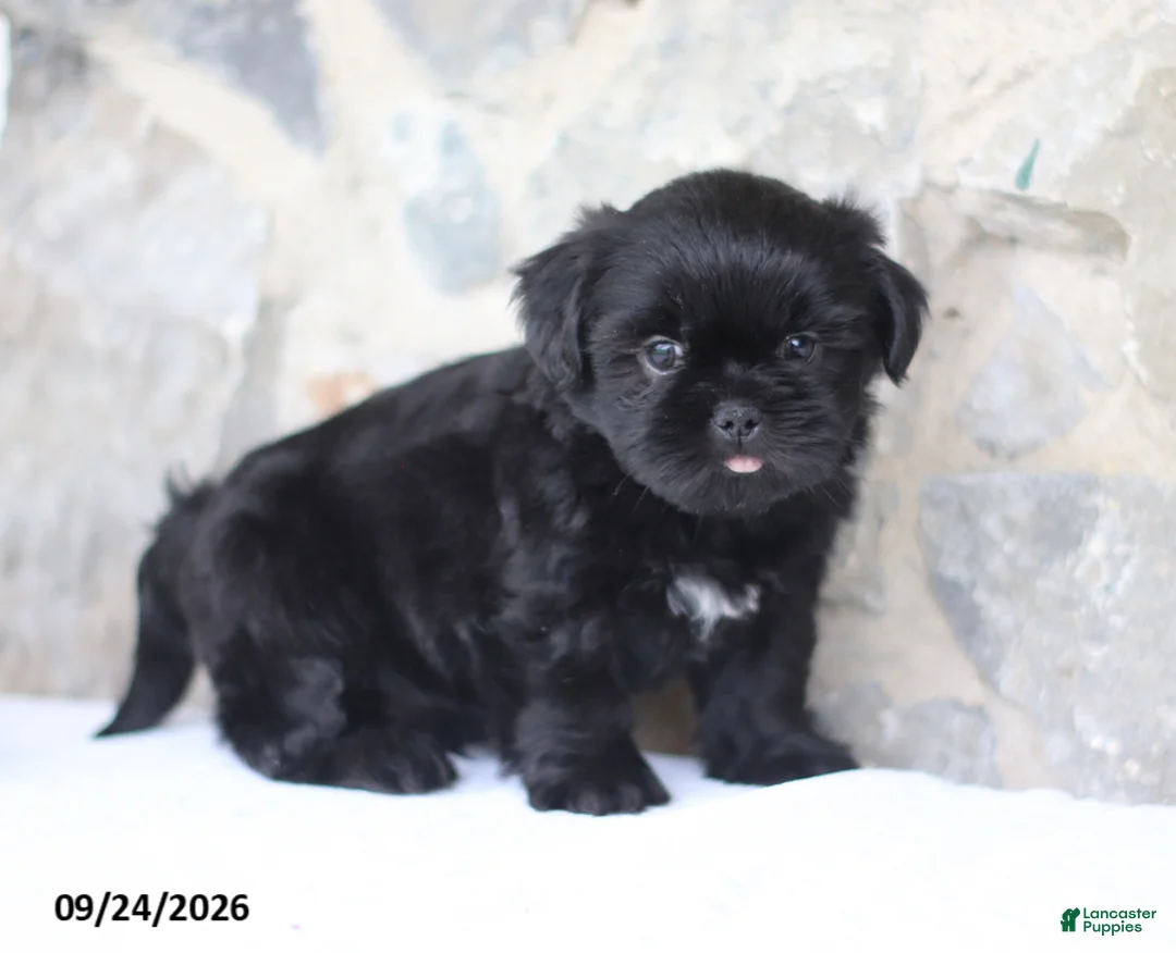 Shih Tzu dogs for sale: Pooch - Ad 2