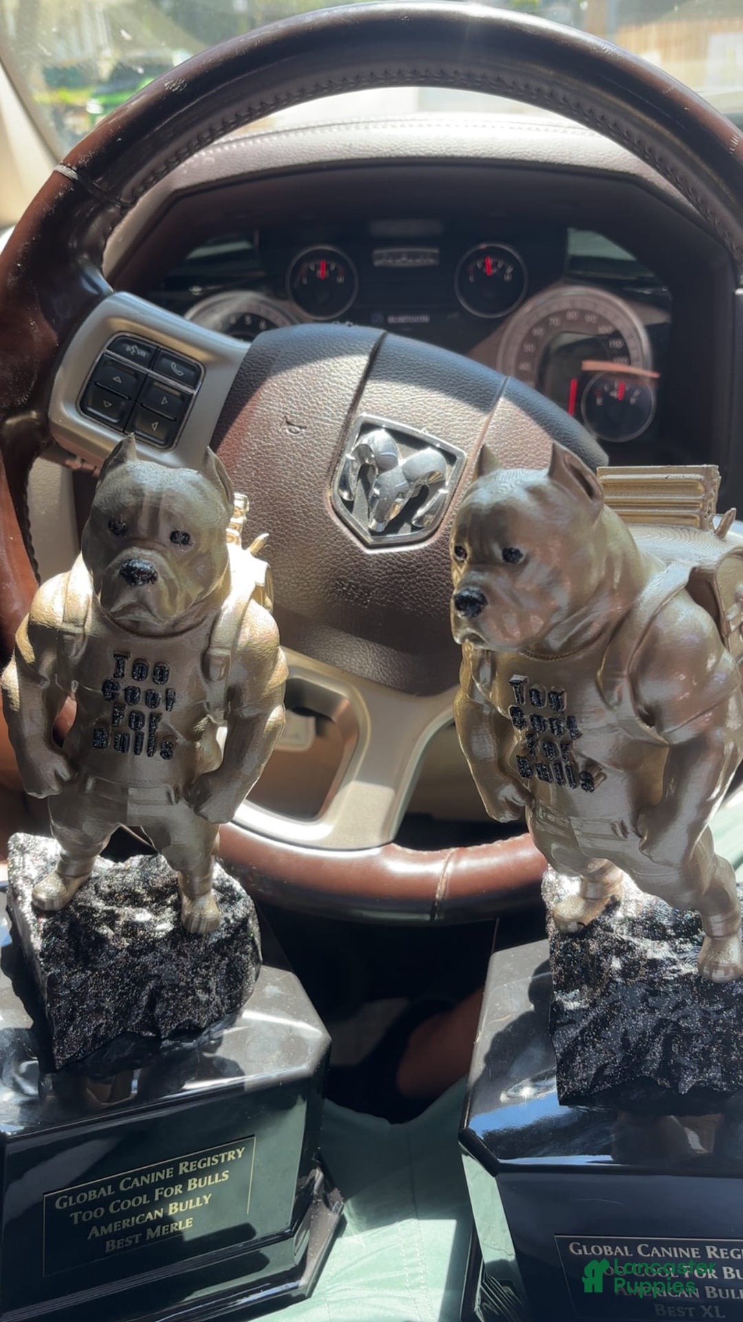 American Bully dogs for stud: Bru - Ad 4