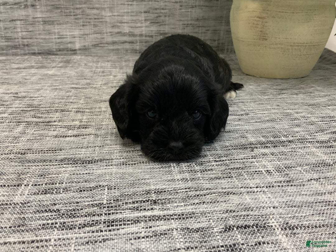 Cavapoo dogs for sale: Milton - Ad 2