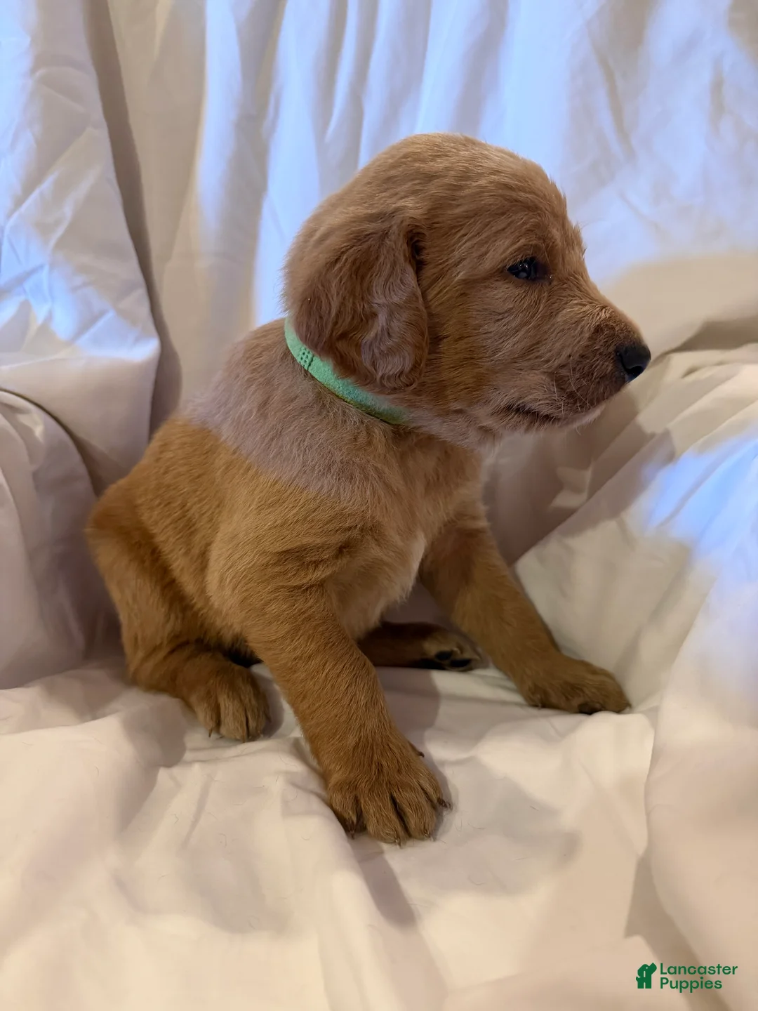 Labradoodle dogs for sale: Labradoodle Light Green - Ad 2