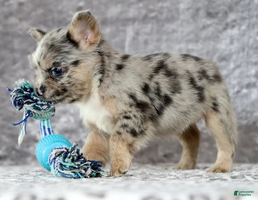 French Bulldog dogs for sale: Nellie - Ad 7